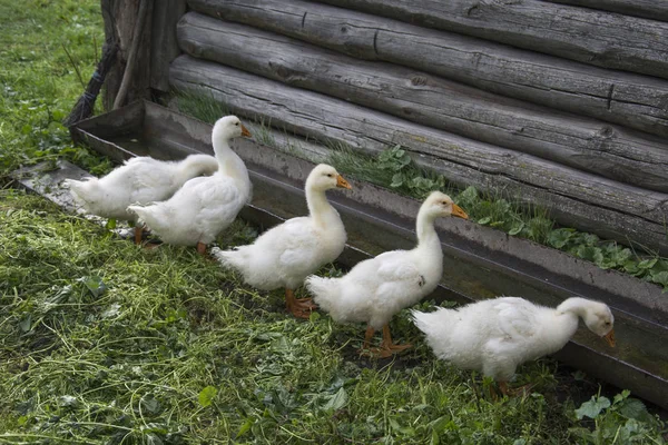 En el verano en el patio cinco pequeños goslings beber agua fro —  Fotos de Stock