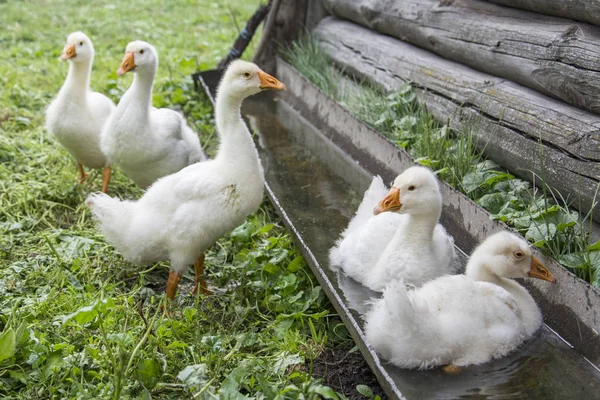 En el verano en el patio cinco pequeños goslings beber agua fro —  Fotos de Stock