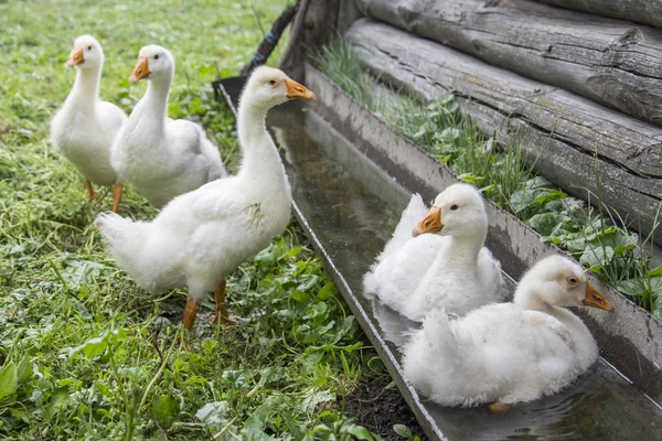 I sommaren i de gården fem små gässlingar dricka vatten fro — Stockfoto