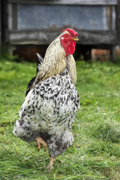 In the summer there is a beautiful cock in the yard. — Stock Photo, Image