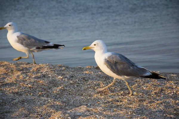 In the evening on the seashore there are two seagulls. — Stock Photo, Image