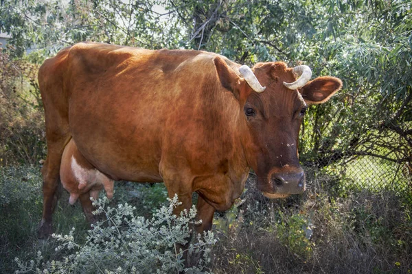 In estate, una mucca bruna bruca tra i cespugli . — Foto Stock