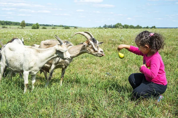 Im Sommer füttert ein kleines Mädchen eine Ziegenbirne auf dem Feld, und sie — Stockfoto
