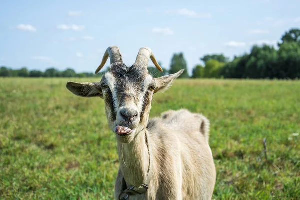 Im Sommer wird die Ziege gehänselt und zeigt die Sprache. — Stockfoto