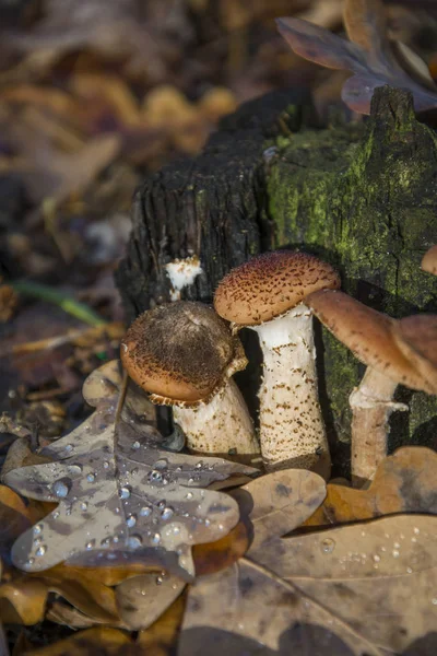 Family of honey agarics.And next to it is an oak leaf with dew. — Stock Photo, Image