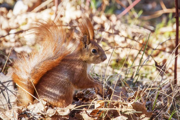 森林里阳光灿烂的一天红松鼠 — 图库照片