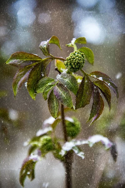 霜の降る午後の森の中の春雪の下の花 — ストック写真