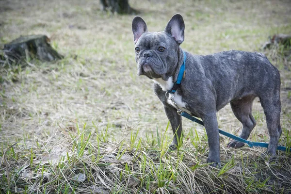 Primavera Día Soleado Brillante Bulldog Francés Camina Bosque —  Fotos de Stock