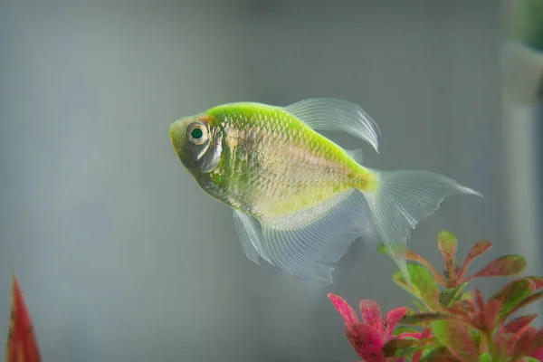 Acuario Pez Espinoso Glofish Nada —  Fotos de Stock