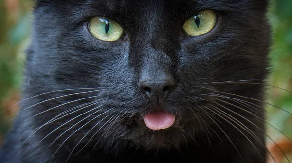 Calle Durante Día Gato Negro Muestra Lengua — Foto de Stock