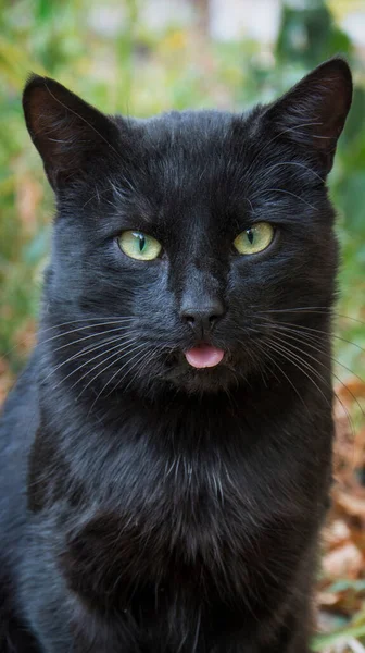 Calle Durante Día Gato Negro Muestra Lengua — Foto de Stock