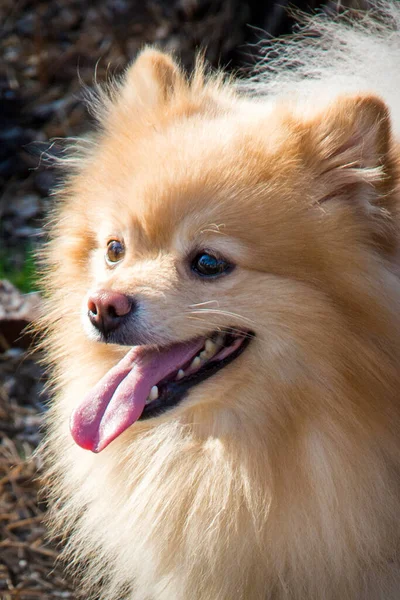 Skogen Spitz Hund Med Öppen Mun Synligt Språk Närbild — Stockfoto