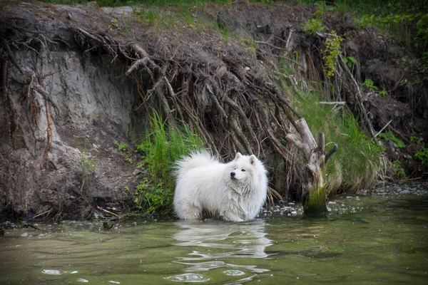 Lecie Samoyed Pies Stoi Pobliżu Urwiska Rzece — Zdjęcie stockowe