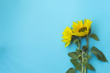 Mavi arka planda güzel ayçiçekleri. Pankart için sarı çiçek buketleri. Yukarıdan bak. Kopyalama alanı olan arkaplan.