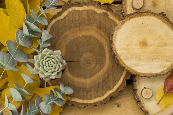 Las hojas de otoño yacen en los cortes de un árbol sobre un fondo artesanal. Fondo natural de otoño. Ramas verdes de eucalipto y suculentas en una olla se encuentran cerca. El concepto de otoño, jardinería, cuidado de las plantas . — Foto de Stock