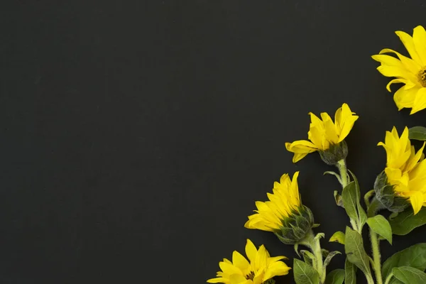 Ramillete de girasoles de flor amarilla sobre fondo negro, pizarra. Hay un lugar para el texto . — Foto de Stock