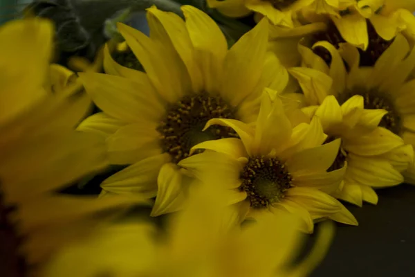 Strauß gelb blühender Sonnenblumen auf schwarzem Grund, Kreidetafel. Es gibt einen Platz für Text. — Stockfoto