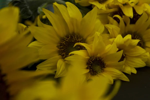 Ramillete de girasoles de flor amarilla sobre fondo negro, pizarra. Hay un lugar para el texto . — Foto de Stock