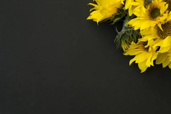 Ramillete de girasoles de flor amarilla sobre fondo negro, pizarra. Hay un lugar para el texto . — Foto de Stock