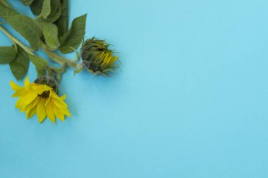 Mavi arka planda güzel ayçiçekleri. Pankart için sarı çiçek buketleri. Yukarıdan bak. Kopyalama alanı olan arkaplan.