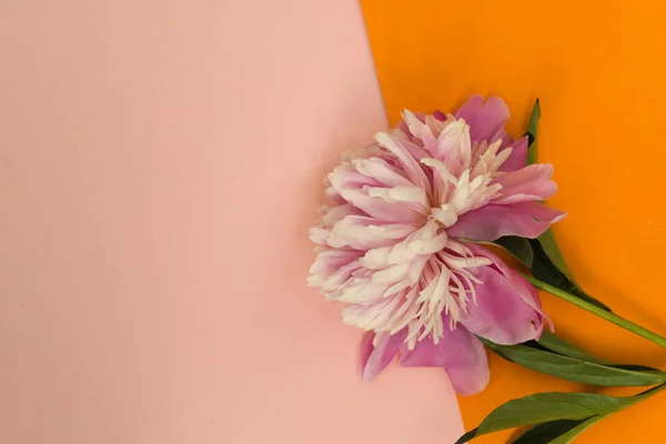 粉色和橙色背景的美丽的粉色牡丹. — 图库照片