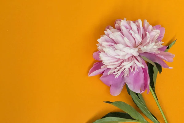 Kaunis vaaleanpunainen pioni kukka ja oranssi tausta . — kuvapankkivalokuva