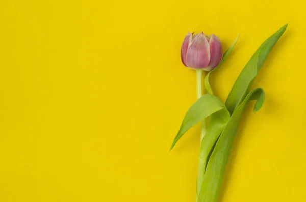 Un tulipán rosa sobre un fondo amarillo. 8 de marzo, Feliz Día de la Mujer. El concepto de primavera. Hay un lugar para el texto . — Foto de Stock