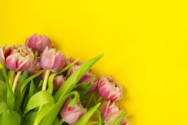 Pink tulips on a yellow background. March 8th, Happy Women\'s Day. The concept of spring. There is a place for text.