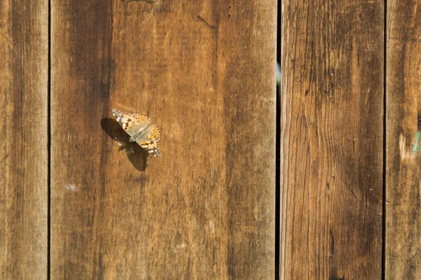 木製のヴィンテージの背景にかわいい茶色の蝶 古い木の板の質感の背景 ハイブ蝶 夏昆虫の概念 — ストック写真