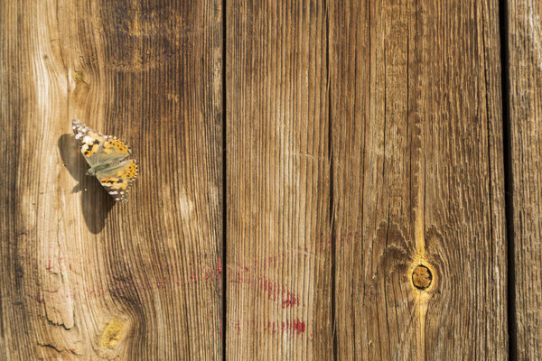 Cute brown butterfly on a wooden vintage background. Old wood planks texture background. Hive butterfly. Summer insects concept.