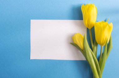 Yazı için beyaz kağıt, sarı çiçek lalelerinin yan görünüşü. Mavi arka plan. Düzleştirme biçimi.