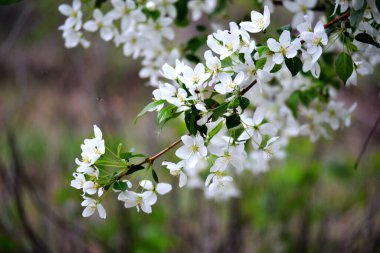 Beyaz tomurcukları olan bir elma ağacının dalı. Yakın plan, bulanık bahar arkaplanı. Bahar konsepti