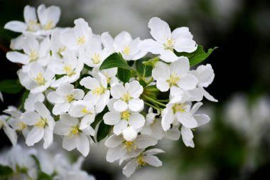 Beyaz tomurcukları olan bir elma ağacının dalı. Yakın plan, bulanık bahar arkaplanı. Bahar konsepti