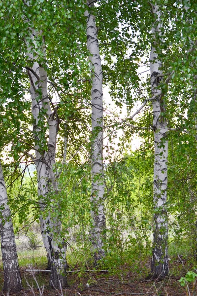 Bir Huş Ağacının Ilk Bahar Yeşillikleri Bahar Kavramı Doğa — Stok fotoğraf