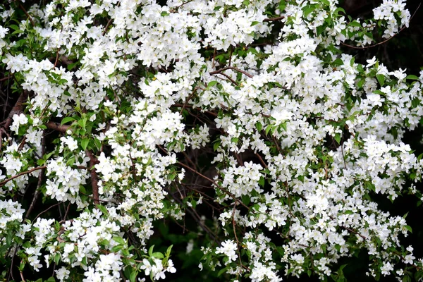 Piękne Kwiatowe Białe Jabłonie Wiosennym Tle Ogrodzie Koncepcja Ogrodnictwa — Zdjęcie stockowe
