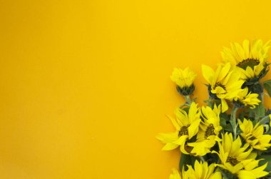 Sarı arka planda ayçiçeği olan sarı buket. Sonbahar satışı, hasat festivali ya da Şükran Günü için parlak bir pankart. Üst görünüm bileşimi, boşluğu kopyala