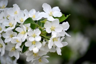 Beyaz tomurcukları olan bir elma ağacının dalı. Yakın plan, bulanık bahar arkaplanı. Bahar konsepti