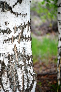 Bir huş ağacının ilk bahar yeşillikleri. Bahar kavramı, doğa.