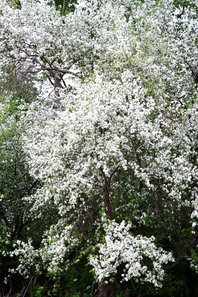 Prachtige Bloemen Witte Appelbomen Een Lente Achtergrond Tuin Tuinbouwconcept — Stockfoto