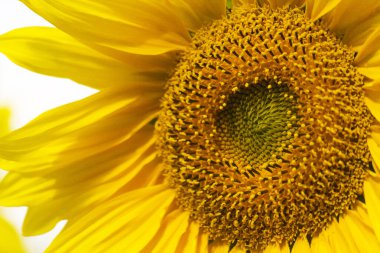 Sarı ayçiçeği yakın plan, bulanık arkaplan. Hasat konsepti, yaz günü.