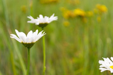 Çimenli tarla, menekşe çiçekleri ve kırmızı gelincikler