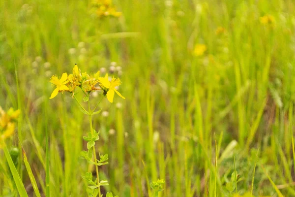 Field Grass Yellow Flower Hypericum Perforatum Flower Closeup Green Background — Stock Photo, Image