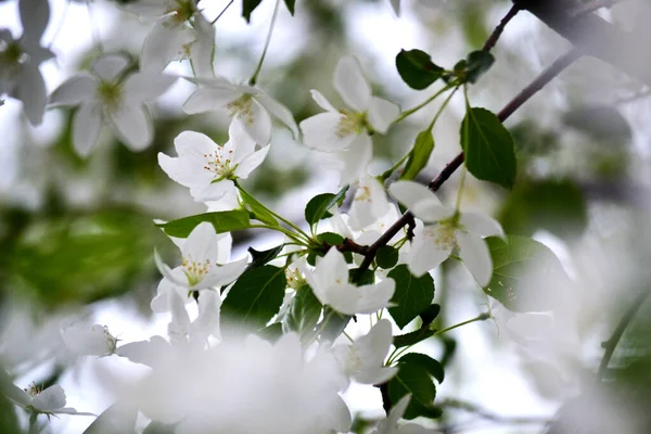 Větev Jabloně Bílými Kvetoucími Pupeny Zavřít Rozmazané Jarní Pozadí Jarní — Stock fotografie