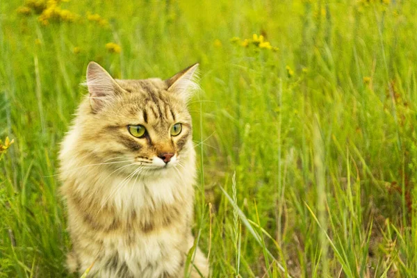 Gestreifte Braune Katze Läuft Und Jagt Grünen Gras Auf Dem — Stockfoto