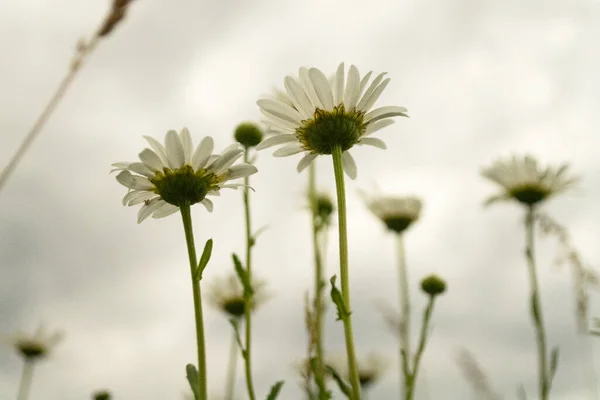 In the foreground is a daisy with petals up and a green center. In the background, more daisies are blurry in white clouds as a background. Spring has come, beautiful and fragrant flowers