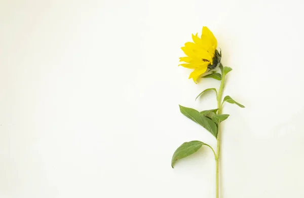 Girasol Amarillo Yace Sobre Fondo Blanco Hay Lugar Para Texto — Foto de Stock