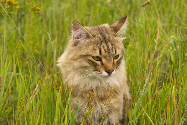 Gestreifte Braune Katze Läuft Und Jagt Grünen Gras Auf Dem — Stockfoto