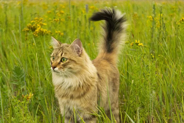 Gato Marrom Listrado Caminha Caça Grama Verde Campo Animal Natureza — Fotografia de Stock