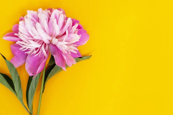 Flor Peonía Rosa Encuentra Sobre Fondo Amarillo Vista Superior Del — Foto de Stock