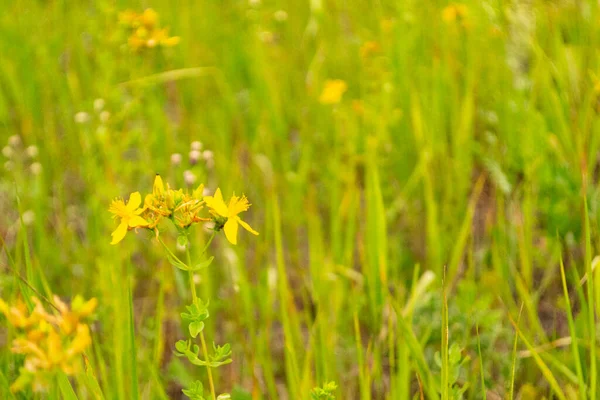 Pole Trawą Żółtym Kwiatem Hypericum Perforatum Kwiat Zbliżenie Zielonym Tle — Zdjęcie stockowe